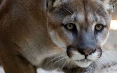 Are cougars only female?