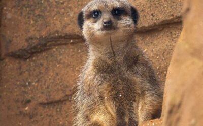 Are meerkats friendly to humans?