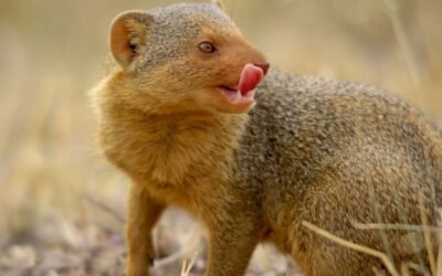 Can a mongoose be a pet?