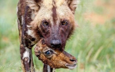 How many African wild dogs are left?