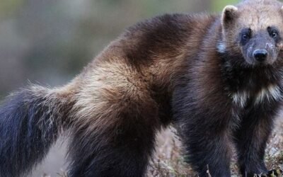 How aggressive are wolverines?