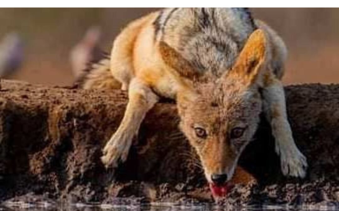 What is the difference between a jackal and a dhole?