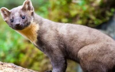 Is a marten a carnivore?