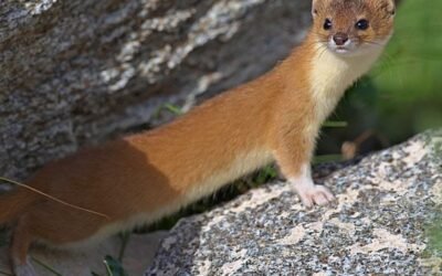 Are weasels carnivores?