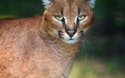 Are caracals good pets?